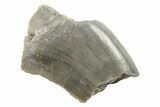 Partial, Megalosaurid (Marshosaurus) Tooth - Colorado #222488-1